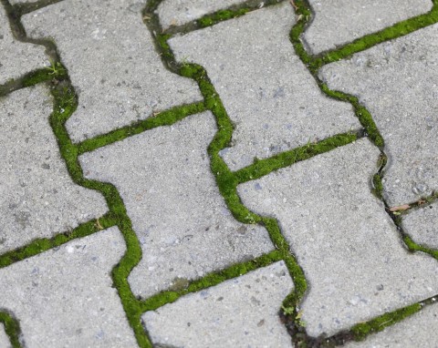 Szybko pozbyłam się mchu z kostki brukowej. Sąsiad brukarz powiedział mi, jak to zrobić