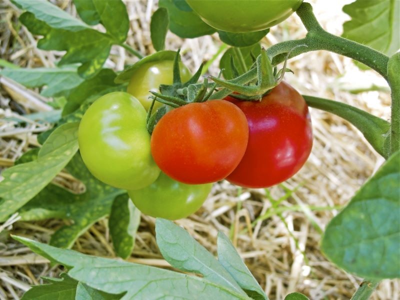 Glebę pod pomidorami warto wyściółkować słomą.