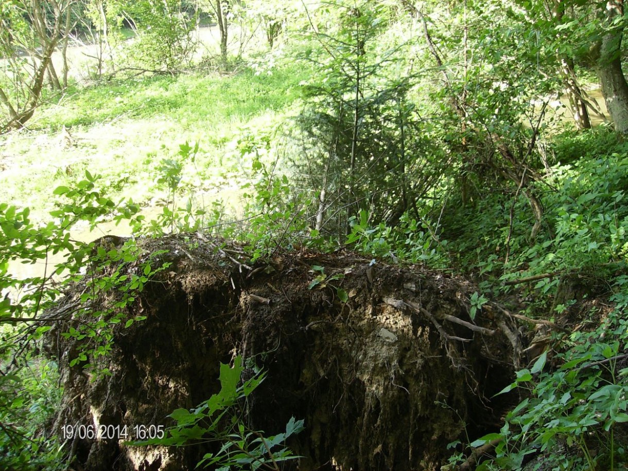 Pozostałe, CUDOWNA ROŚLINNOŚĆ NAD GRAJCARKIEM I DUNAJCEM W SZCZAWNICY - EFEKT WIOSENNEJ POWODZI