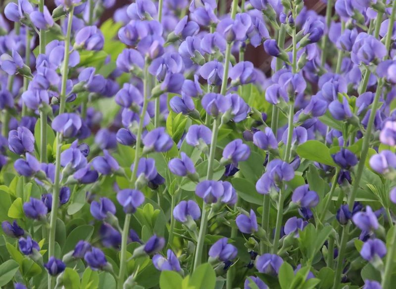 Z baptysji błękitnej warto pozbywać się przekwitłych kwiatostanów, by przedłużyć kwitnienie.