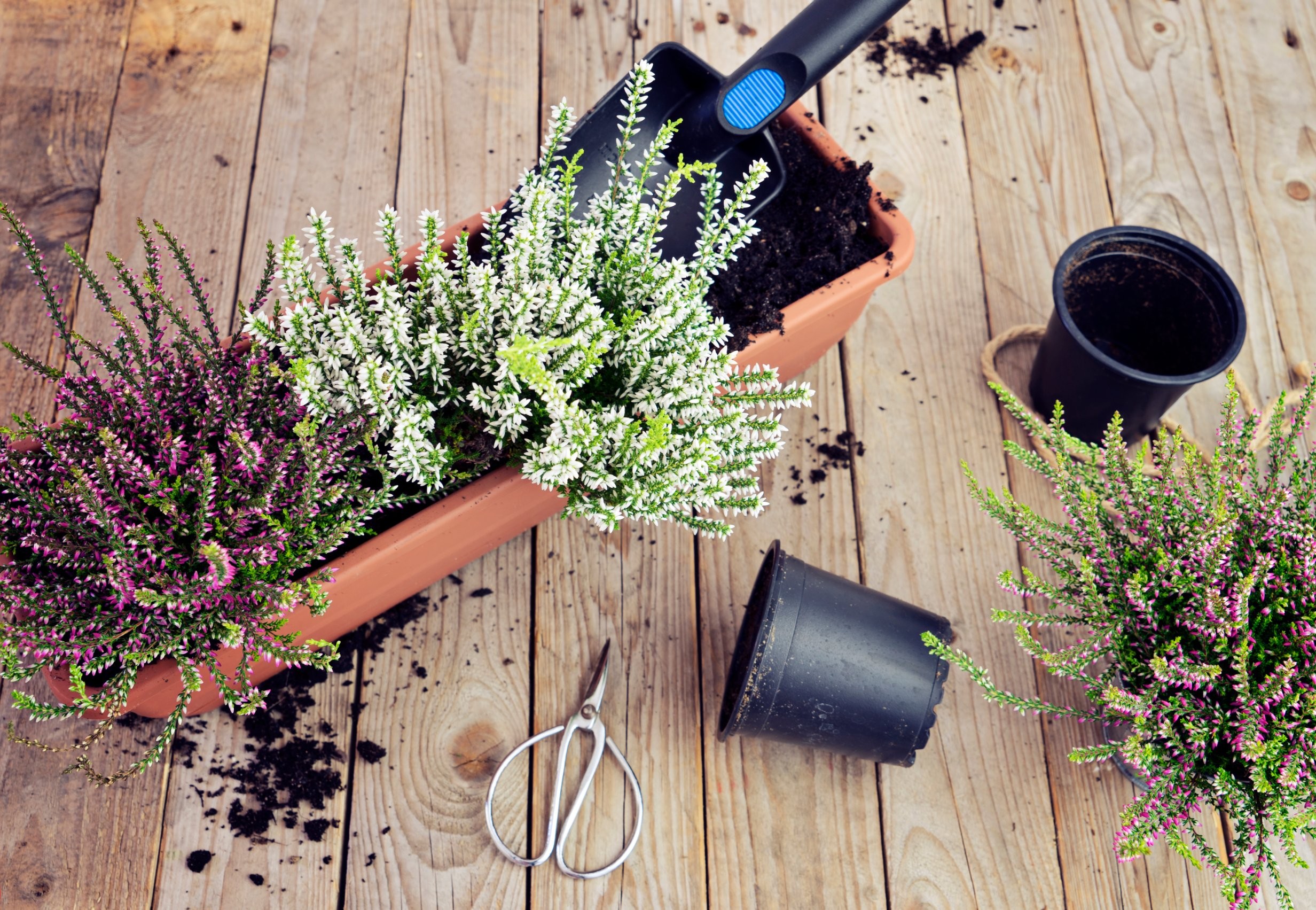 dlaczego wrzosy usychają