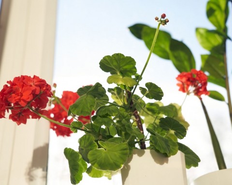 Niebywały sposób na ukorzenienie sadzonek pelargonii. Na wiosnę będziesz mieć ich dużo