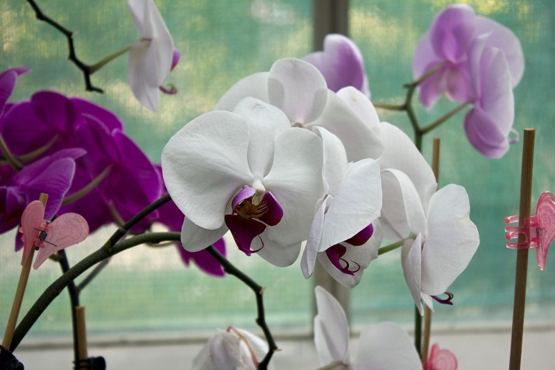 odżywka na kwitnienie storczyków