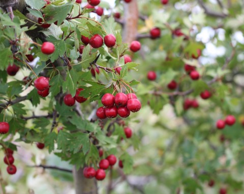 Głóg jednoszyjkowy (Crataegus monogyna)