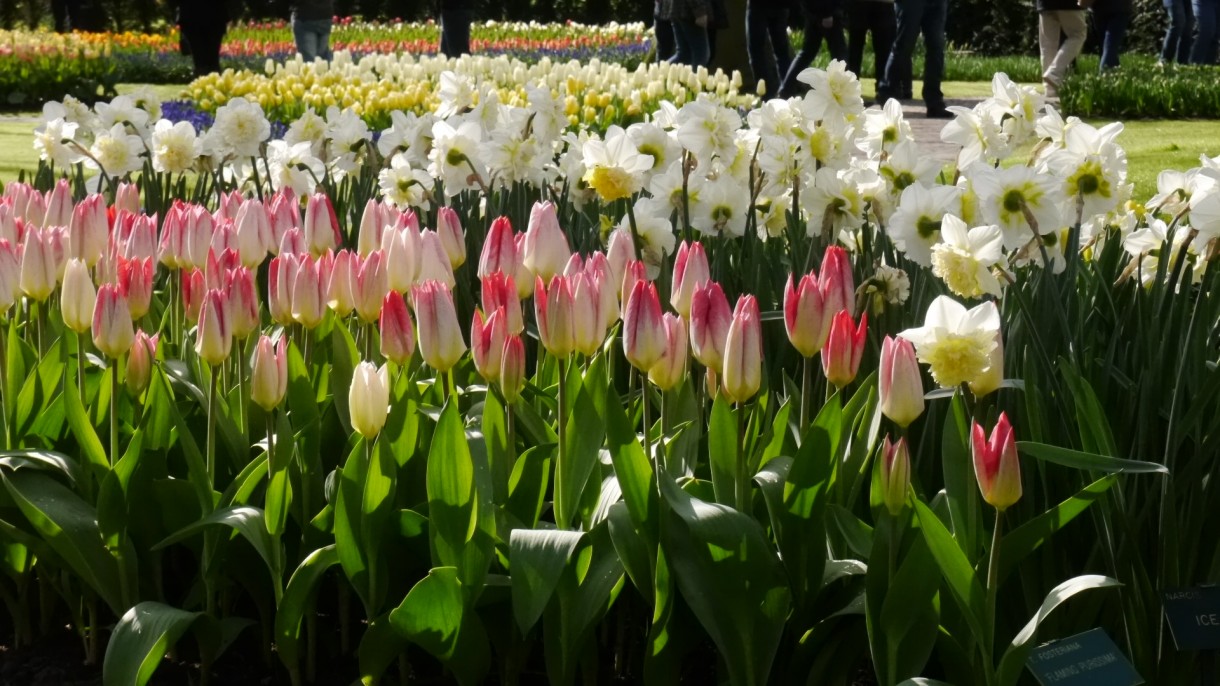 Pozostałe, Keukenhof