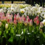 Pozostałe, Keukenhof