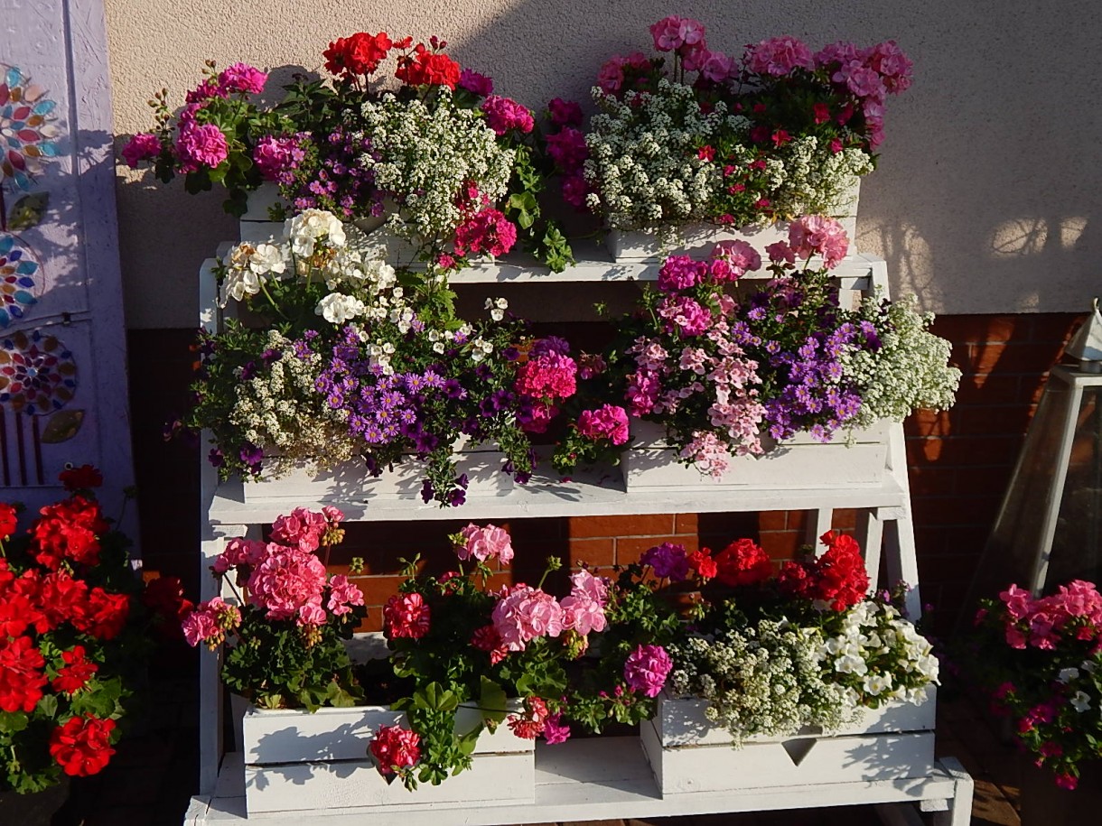 Ogród, " SWEET GARDEN "