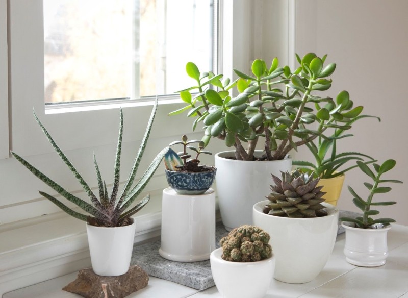 zima trudny czas dla kwiatów doniczkowych