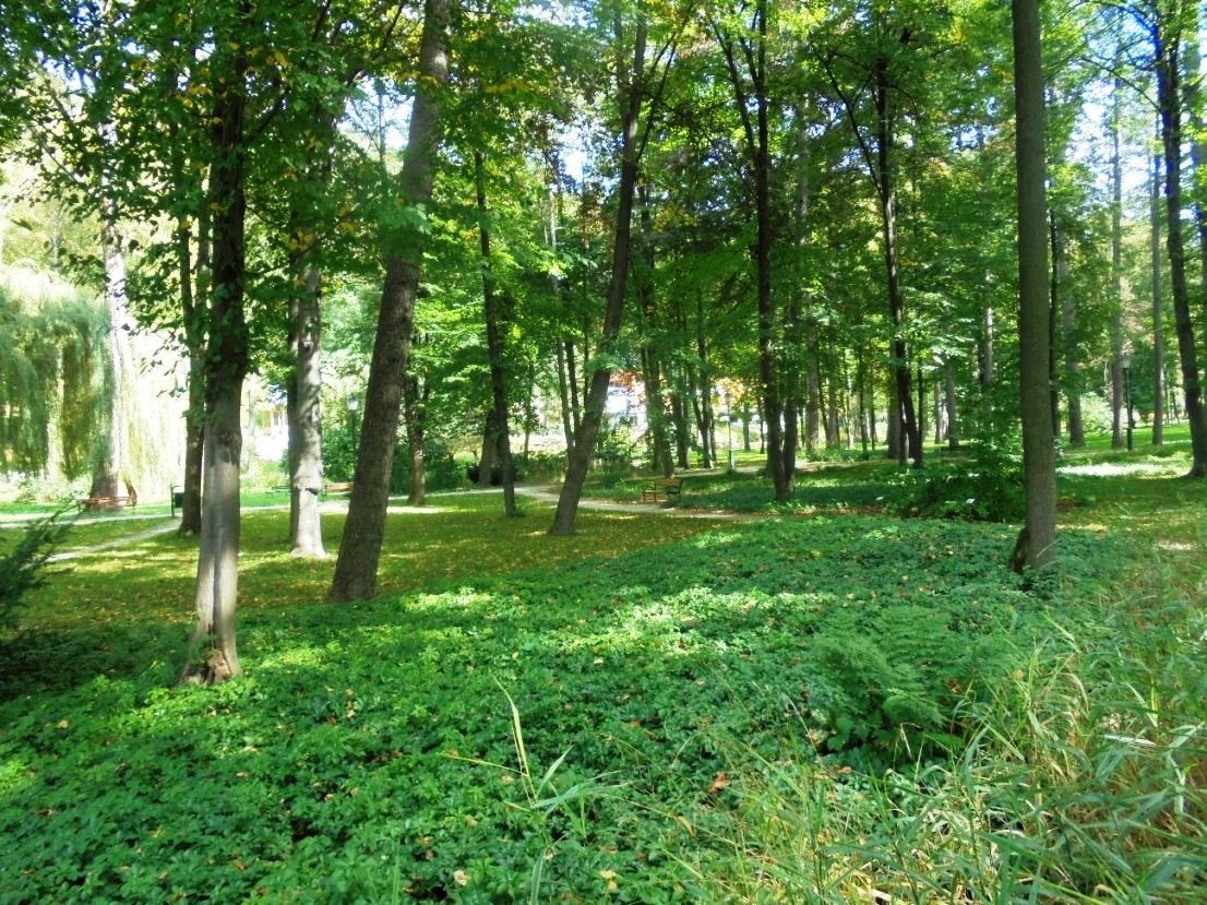 Leśne klimaty, UROKI  PARKU  DOLNEGO W  SZCZAWNICY - PARK