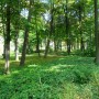 Leśne klimaty, UROKI  PARKU  DOLNEGO W  SZCZAWNICY - PARK