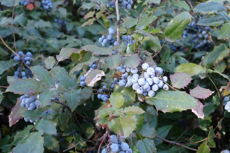 Atutem mahonii pospolitej są jej kwiaty i owoce.