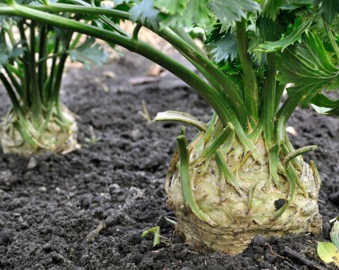 Jak zadbać o seler we wrześniu? Naturalny nawóz na duże, twarde i zdrowe bulwy