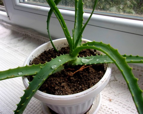 Dlaczego aloes żółknie i jak o niego dbać? Pielęgnacja aloesu latem