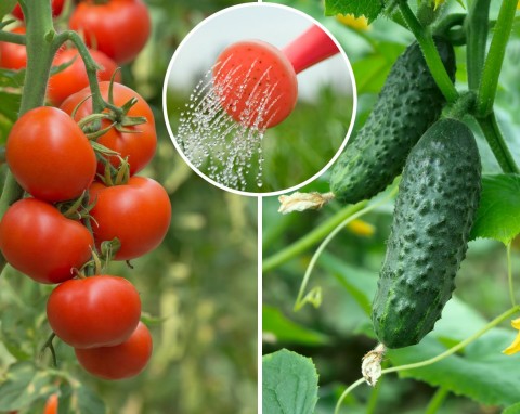 Naturalne dokarmianie pomidorów i ogórków. Szybko i zdrowo rosną nawet, gdy jest susza