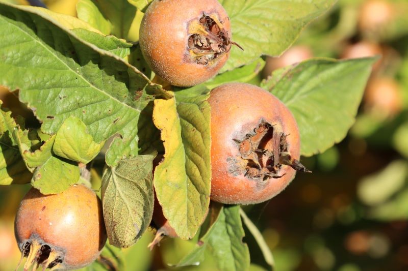 Owoce nieszpułki zwyczajnej. 