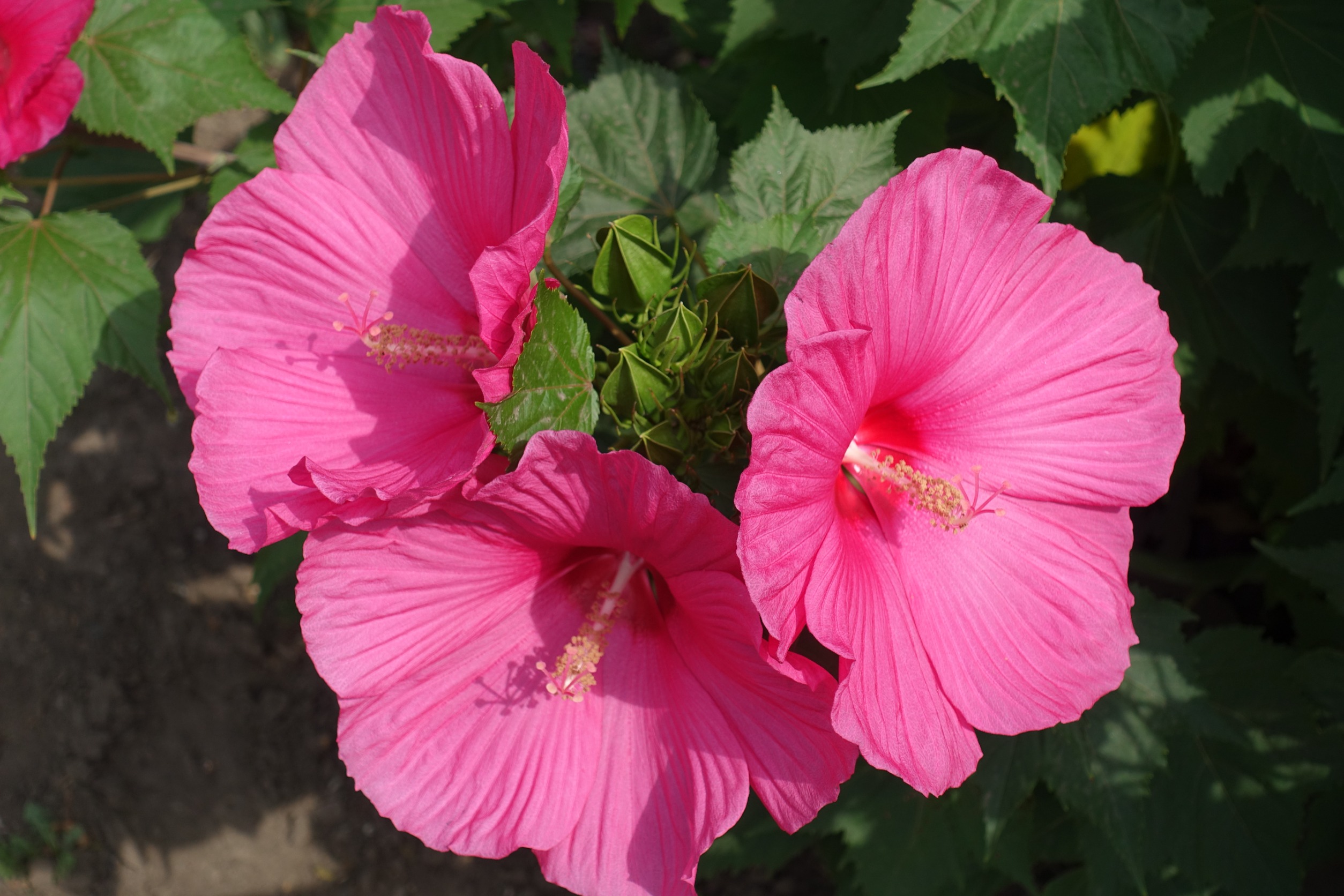  Przygotuj tak hibiskusa do zimy. Latem zakwitnie piękniej niż kiedykolwiek