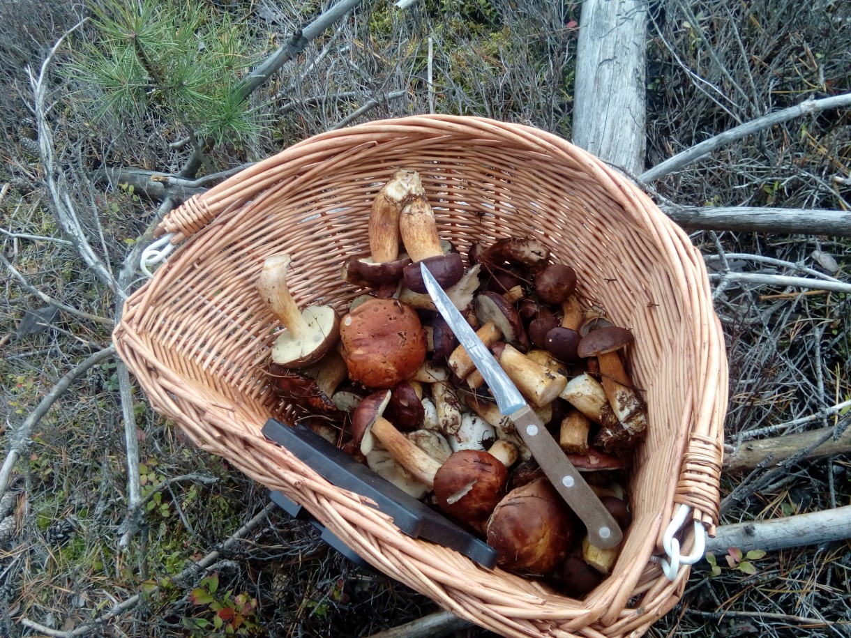Domy i mieszkania, jesienne kadry z domu i ogrodu ....
