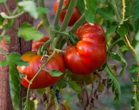 Zaraza ominie pomidory szerokim łukiem. Opryskuj krzaczki raz w tygodniu