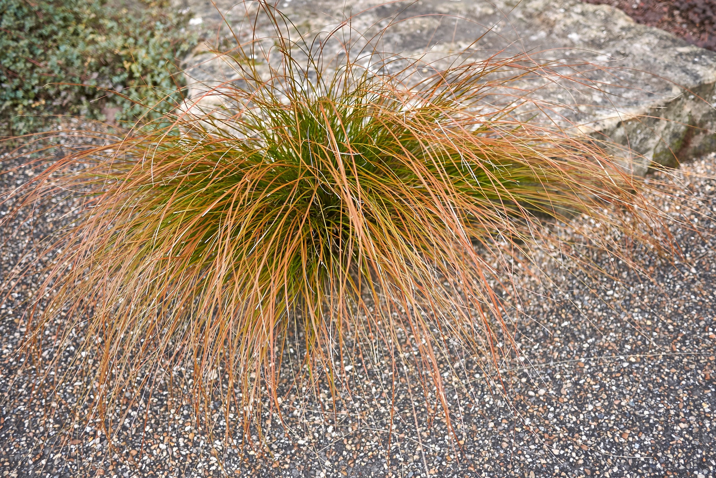 Turzyca Buchanana (Carex buchananii)