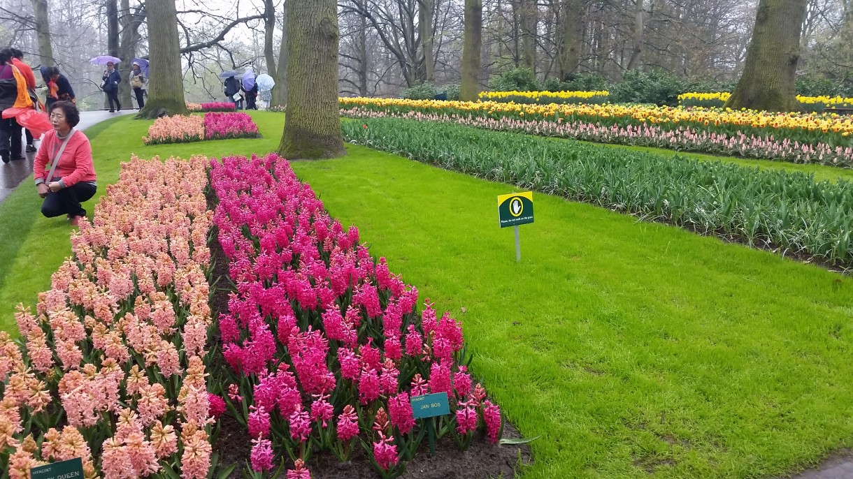 Pozostałe, Wizyta w Keukenhof