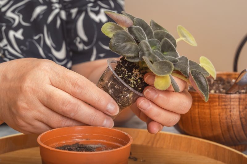 Jeśli korzenie rośliny doniczkowej gniją, trzeba je usunąć, zanim ja przesadzimy.