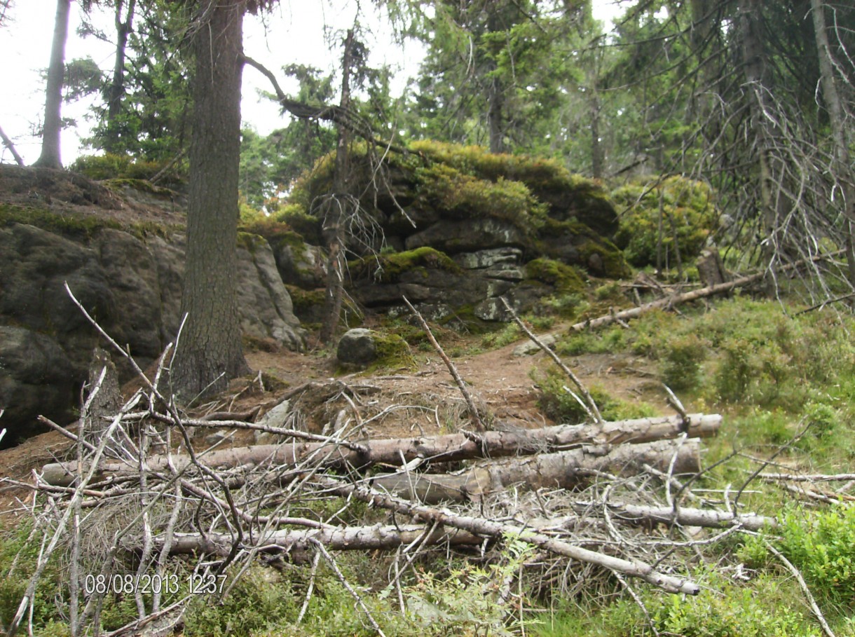 Pozostałe, Cud natury - to przyroda i Stołowe Góry -  powalone drzewa,