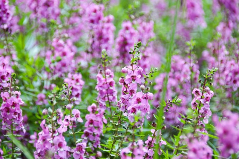 Angelonia urzeka długim kwitnieniem i małymi wymaganiami.