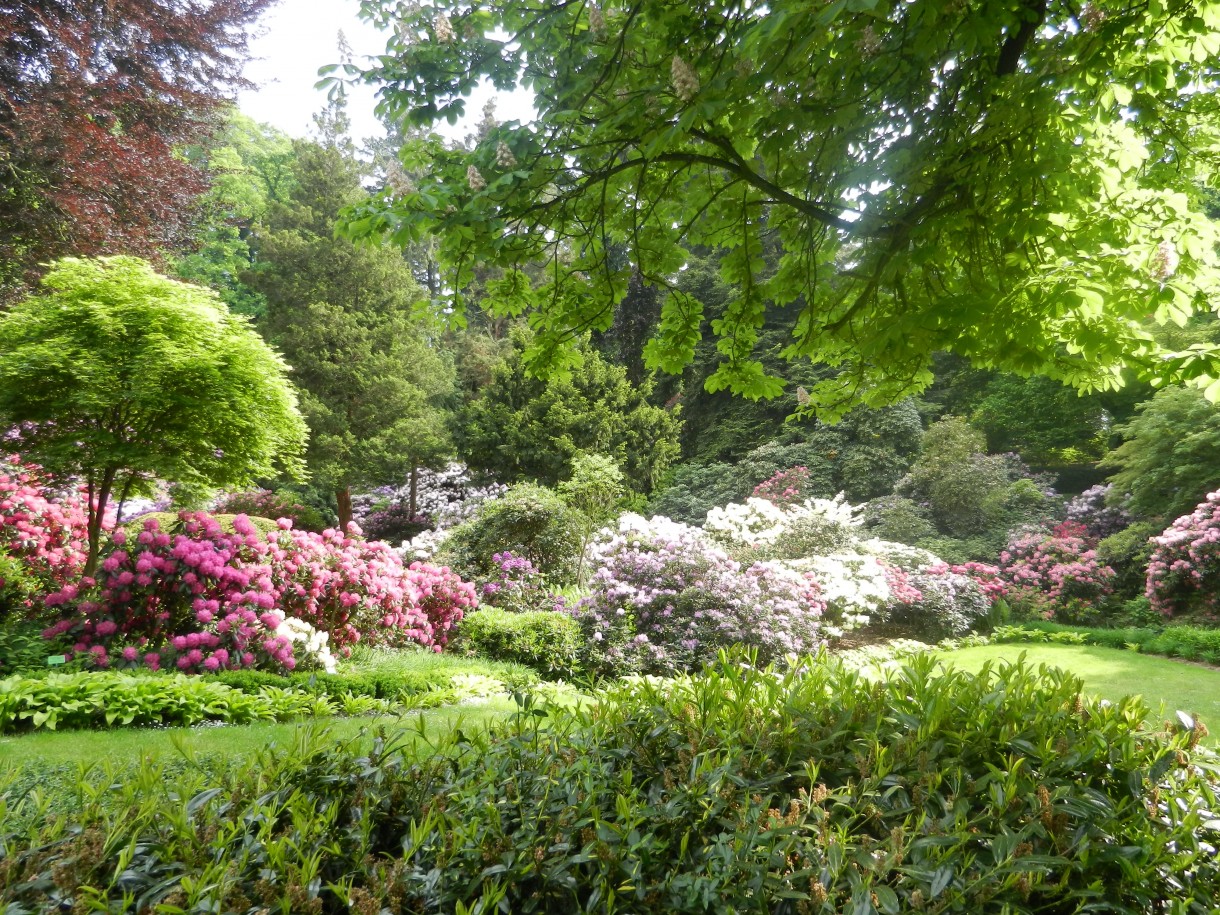 Pozostałe, Zakwitly rozaneczniki i azalie w arboretum