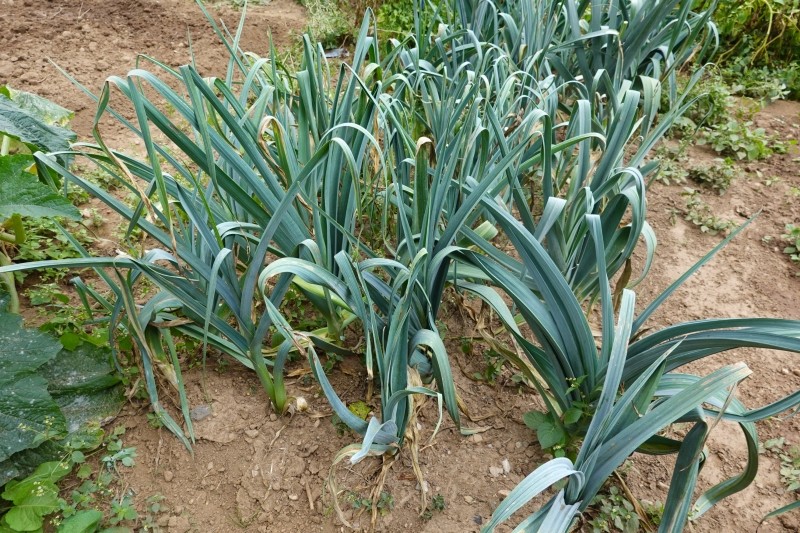 sposoby na zimowanie porów