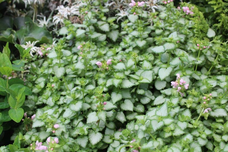 Jasnota plamista stworzy w ogrodzie dywan z liści i kwiatów.