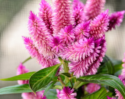 Celozja (celosia)