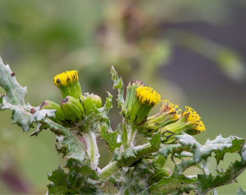 Starzec zwyczajny (Senecio vulgaris)