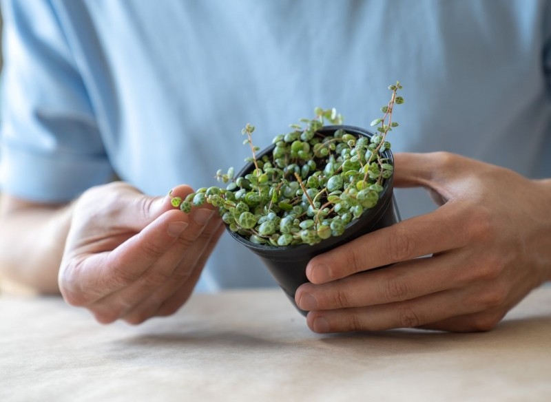 peperomia prostrata – zastosowanie