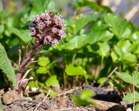 Lepiężnik różowy (Petasites hybridus)