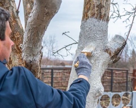 Poprawia jakość gleby, idealne do kompostu i bielenia drzew. Wapno algowe – właściwości i wykorzystanie w ogrodzie