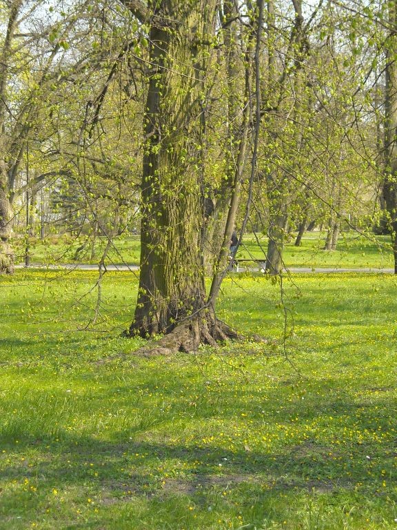 Pozostałe, Wiosna w parku nad morzem..................