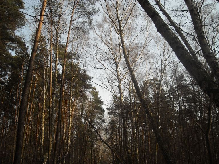 Pozostałe, Moje dzisiejsze poszukiwanie wiosny................