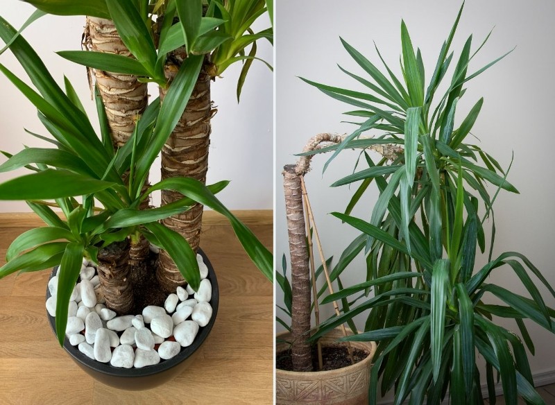 dlaczego juka nie rośnie