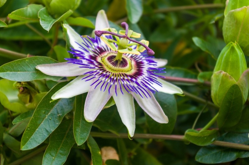 passiflora
