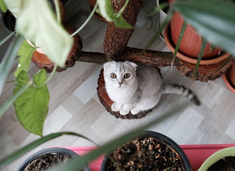 Nawet bezpiecznych roślin kot nie powinien jeść w nadmiarze.