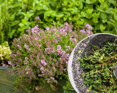 Tymianek to wszechstronna roślina lecznicza, Jak uprawiać go w ogrodzie i na parapecie?