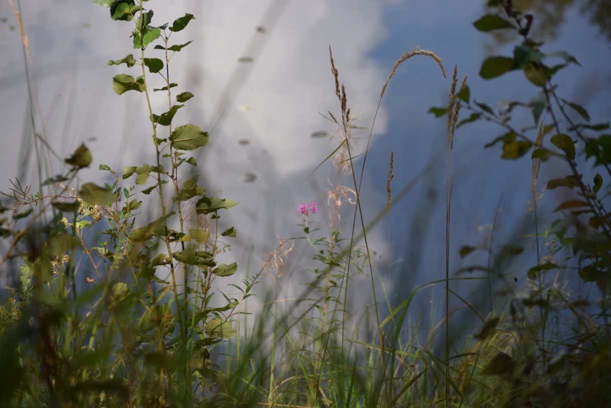 Leśne klimaty, ZWYKŁE I NIEZWYKŁE