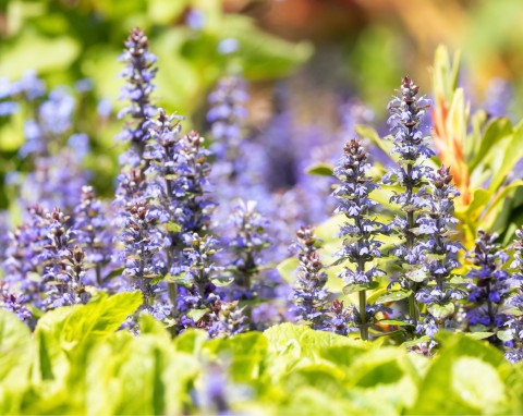 Dąbrówka rozłogowa (Ajuga reptans)