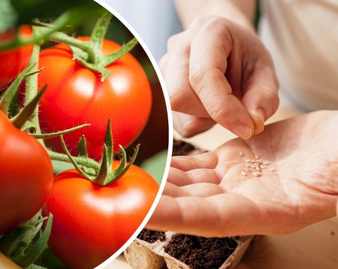 Pomidory odporne na zarazę ziemniaczaną. Wybierz te odmiany