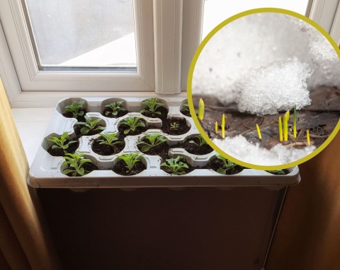 Jak siać nasiona w styczniu, żeby wykiełkowały i właściwie rosły? Nietypowe metody siewu