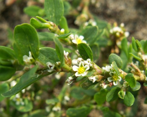 Rdest ptasi (Polygonum aviculare)