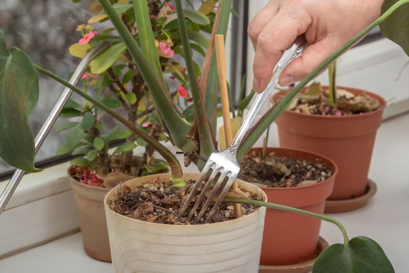 Nadmierne podlewanie sprzyja rozwojowi pleśni na ziemi w doniczce.