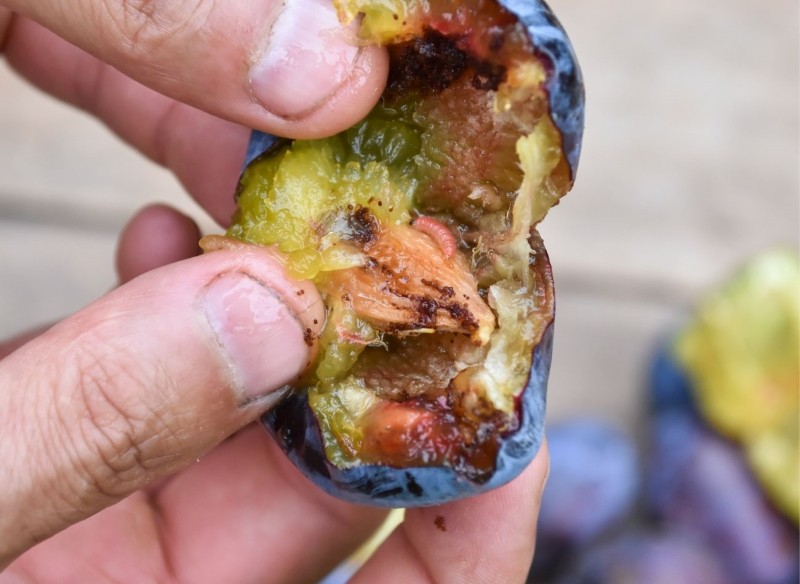 owocówka śliwkóweczka 