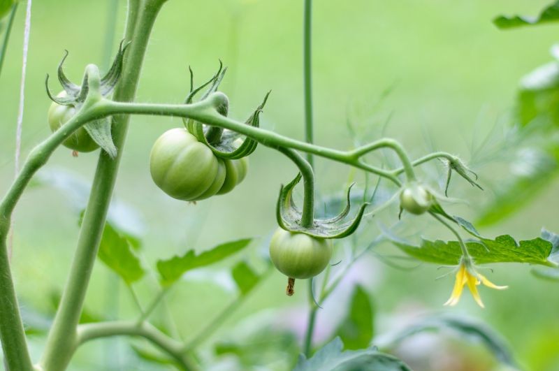 Chroniąc pomidory przed chorobami, w pierwszej kolejności wybierajmy naturalne rozwiązania.