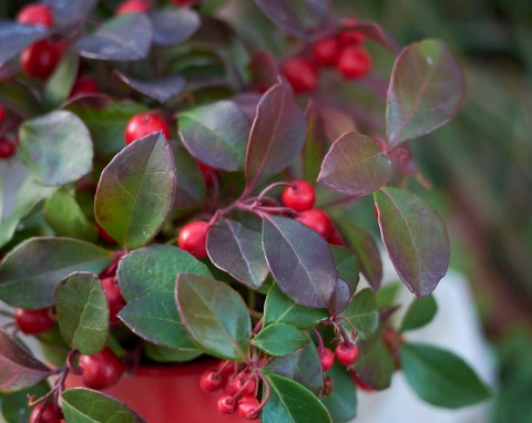 Golteria rozesłana (Gaultheria procumbens)